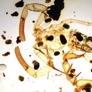 Burmite Amber Inclusion 7821 Extremely Rare Real Scorpion. VIDEO ! Museum Quality. Fossil Insect. Cretaceous Era ! Genuine Amber
