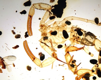 Burmite Amber Inclusion 7821 Extremely Rare Real Scorpion. VIDEO ! Museum Quality. Fossil Insect. Cretaceous Era ! Genuine Amber