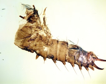 希少な絶滅したバッタ科（エルカニダエ科）、ビルマ産琥珀に含まれる
