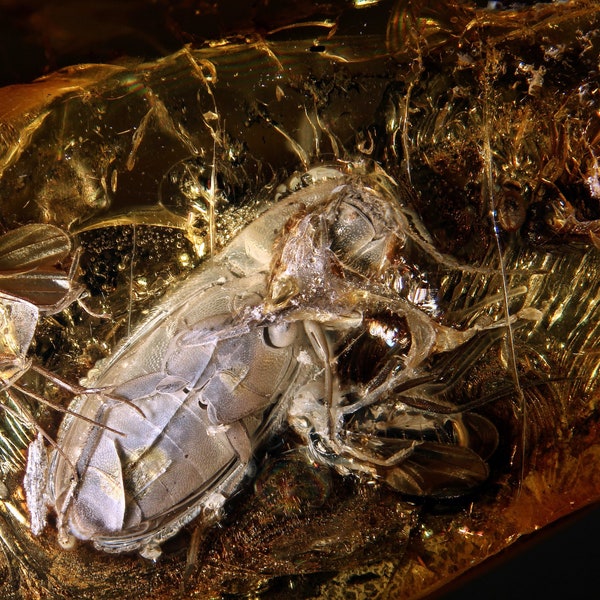 Baltic Amber Inclusion 5718 HUGE Elateridae Click Beetle  Fossil Insect. Insekt Einschluss im Baltischen Bernstein  Kafer