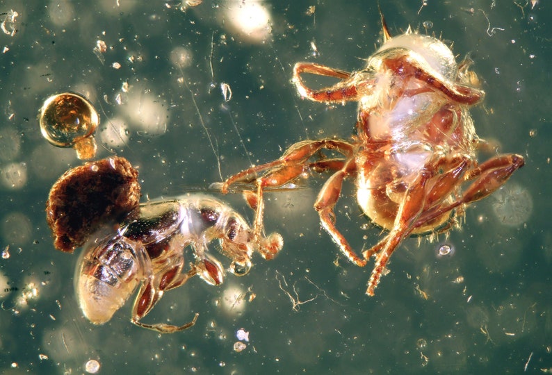 Baltic Amber Inclusion 7267 Very Rare Scene Myrmicinae Ant With Ant Like Stone Beetle Scydmaenidae Fossil Insect. Entomology. image 1