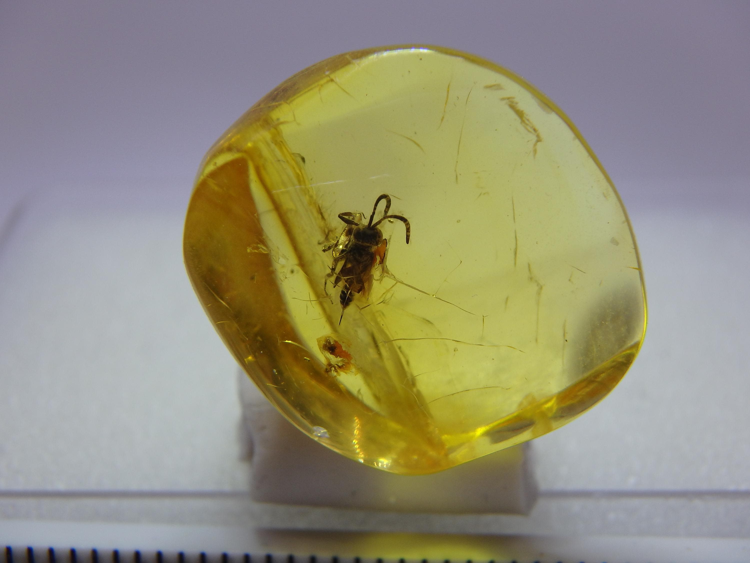 バルト海産琥珀の含有物 9982 珍しい未知のハチ、膜翅目。透明! 本物の