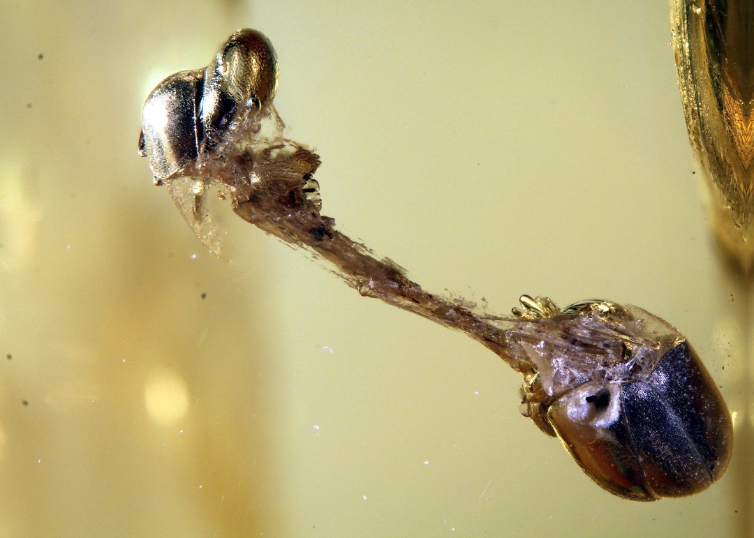 Baltic Amber Inclusion 7527 Rare Scene of Beheaded Beetle. Coleoptera ...