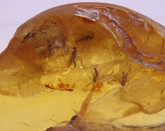 May include: A piece of amber with several insects trapped inside. The amber is a translucent golden color, and the insects are visible with their wings and bodies preserved. The insects appear to be small, possibly flies or gnats.
