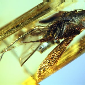 Op de afbeelding: Een fossiel insect bewaard in barnsteen. Het insect is donkerbruin en heeft lange poten. De barnsteen is helder geel.