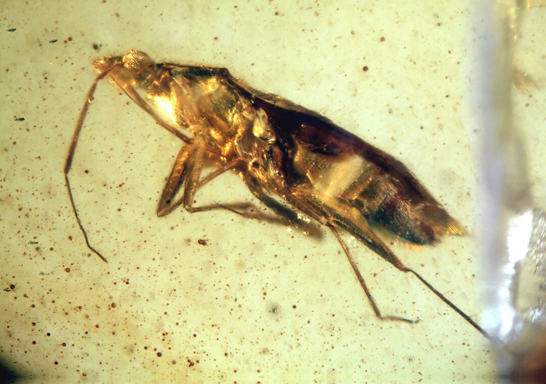 Amir Insect Burmite Amber Inclusion 8324 True Bug Miridae. Heteroptera. Hemiptera ...
