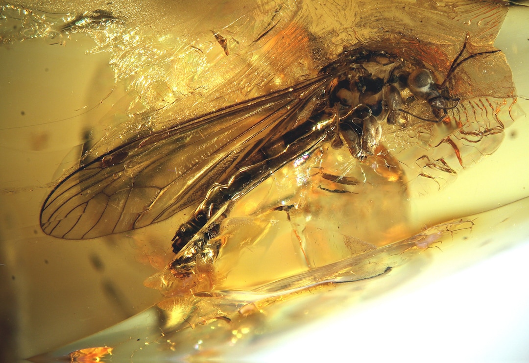 Baltic Amber Inclusion 6067 Monster 1.5 Cm Tipulidae Crane Fly Fossil ...