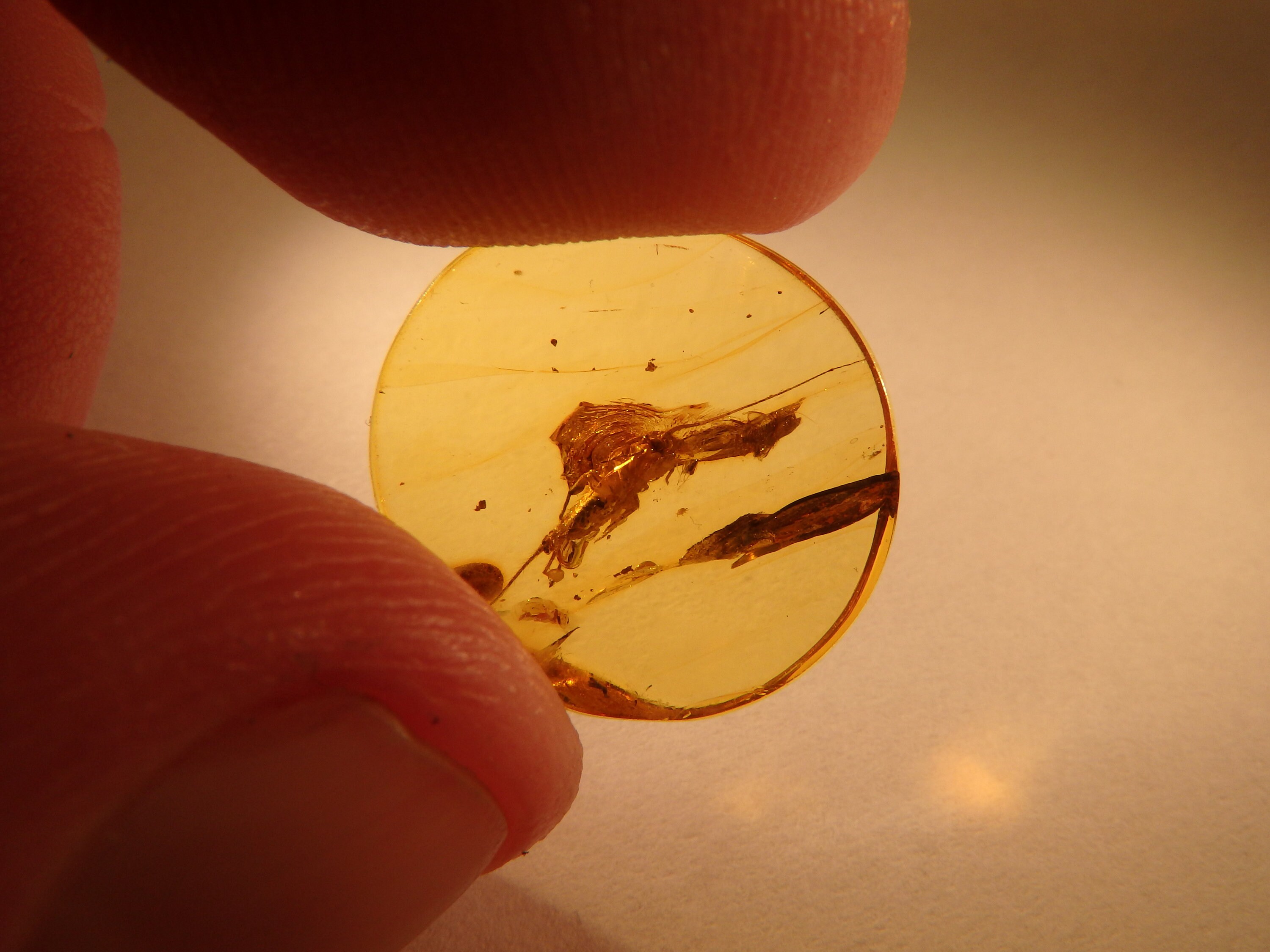 希少琥珀　インクルージュ動物の骨 バルト産琥珀インクルージョン 5499 ラージ シルバーフィッシュ