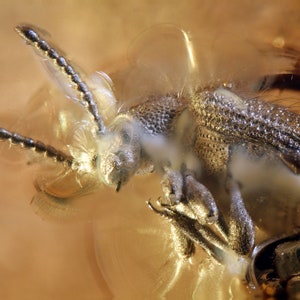 May include: A close-up of a silver beetle preserved in amber. The beetle's wings are spread out, and its body is covered in tiny hairs. The amber is clear and has a golden hue.