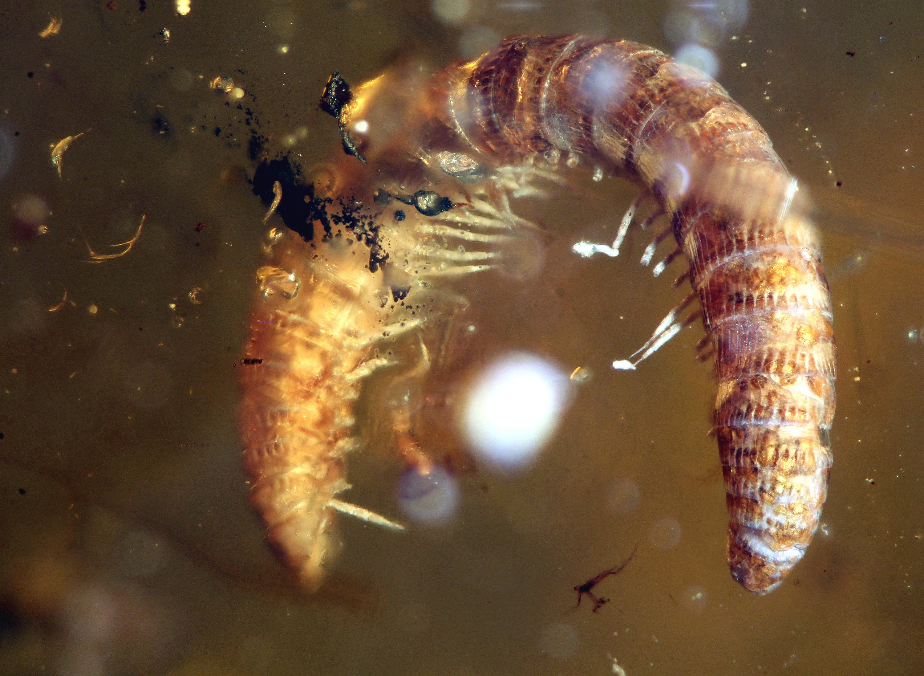 Burmite Amber Inclusion 8012 Interesting Millipede / Diplopoda. Polydesmidae ? Fossil Insect. Cretaceous Era ! Fossil Insect Genuine Amber