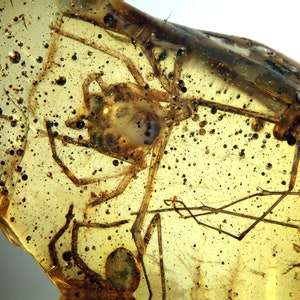 Baltic Amber Inclusion 8888 Rare Looking Spider + Other &quot;Insects&quot; Parts Scene. Genuine Natural Amber 100% Guarantee. Fossil Insect. Spinne
