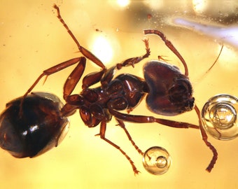 Baltic Amber Inclusion 9382 Two Colorful Ants + Enhydros In Nice Clear Amber. MOVIE ! Extinct Fossil Insect. Entomology. Jewelry. Collection