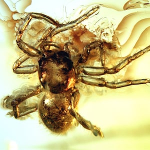 Baltic Amber Inclusion 7959 Jumping Spider Salticidae + Click Beetle. Genuine Natural Amber 100% Guarantee. Fossil Insect. Collection