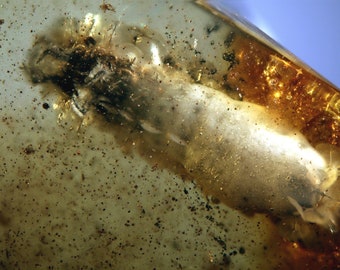 May include: A fossilised insect preserved in amber, a translucent yellow-brown gemstone. The insect is visible in detail, with its legs and wings clearly defined. The amber has a speckled appearance, with small air bubbles trapped inside.