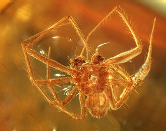 Baltic Amber Inclusion 10068 Spectacular Nice Spider. Arachnida. In Great Clear Stone For Jewelry !  Fossil Insect. Collection. Museum.