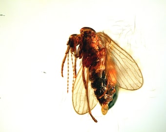 Baltic Amber Inclusion 5912 Psychodidae Perfect Moth-Fly. Fossil Insect, Bernstein Inklusen, Einschluss, Insekt Fliege, Motte Diptera