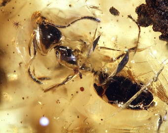 May include: A fossilized ant preserved in amber. The ant is dark brown and has long legs and antennae. The amber is a clear, golden color.
