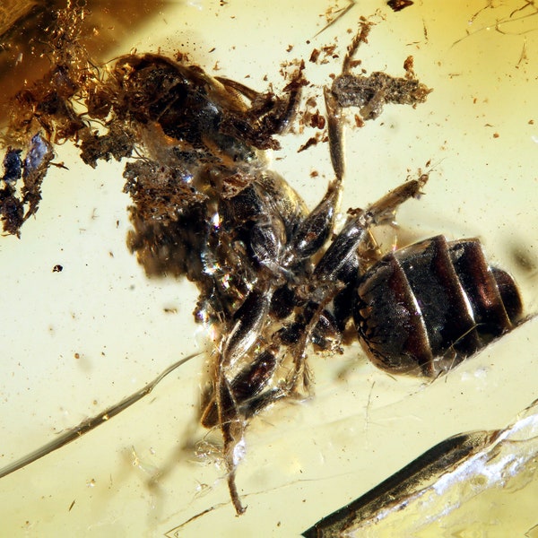 Baltic Amber Inclusion 5685 Ant In Botanical Mess.  Genuine Natural 100%. Fossil Insect. Insekt Einschluss im Baltischen Bernstein Ameise
