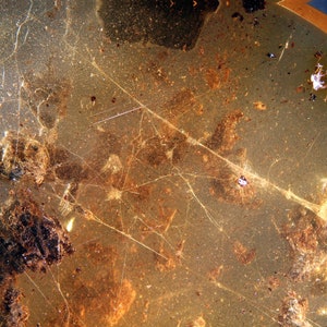 Puede incluir: Primer plano de un objeto translúcido de color ámbar con un patrón en forma de telaraña y motas marrones dispersas. El objeto tiene una superficie ligeramente texturizada y parece estar hecho de vidrio o resina.