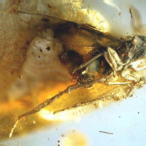 Op de afbeelding: Een fossiel insect bewaard in barnsteen. Het insect heeft lange poten en een doorschijnend lichaam. De barnsteen is goudgeel.