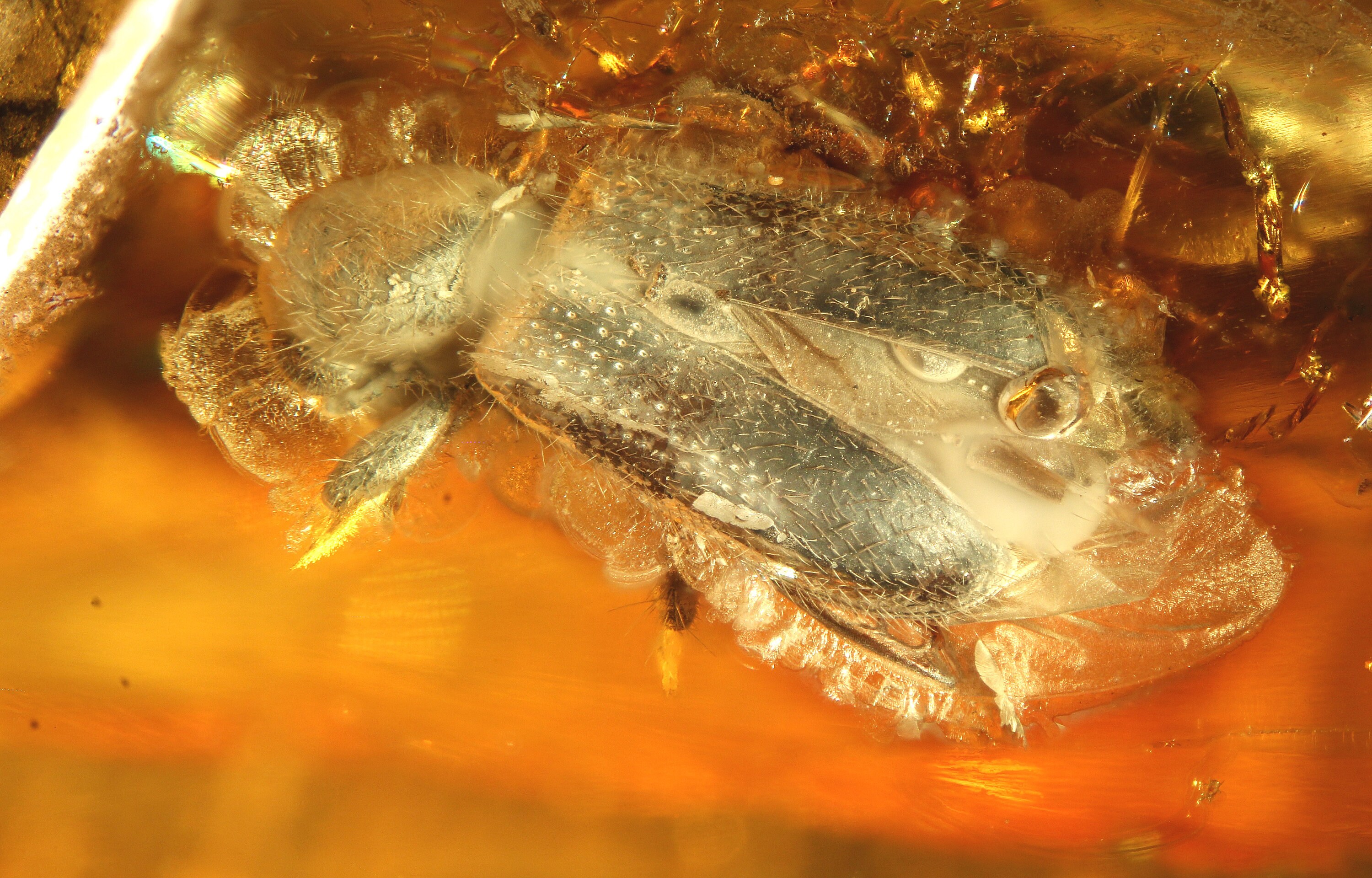 Cleridae Dangerous