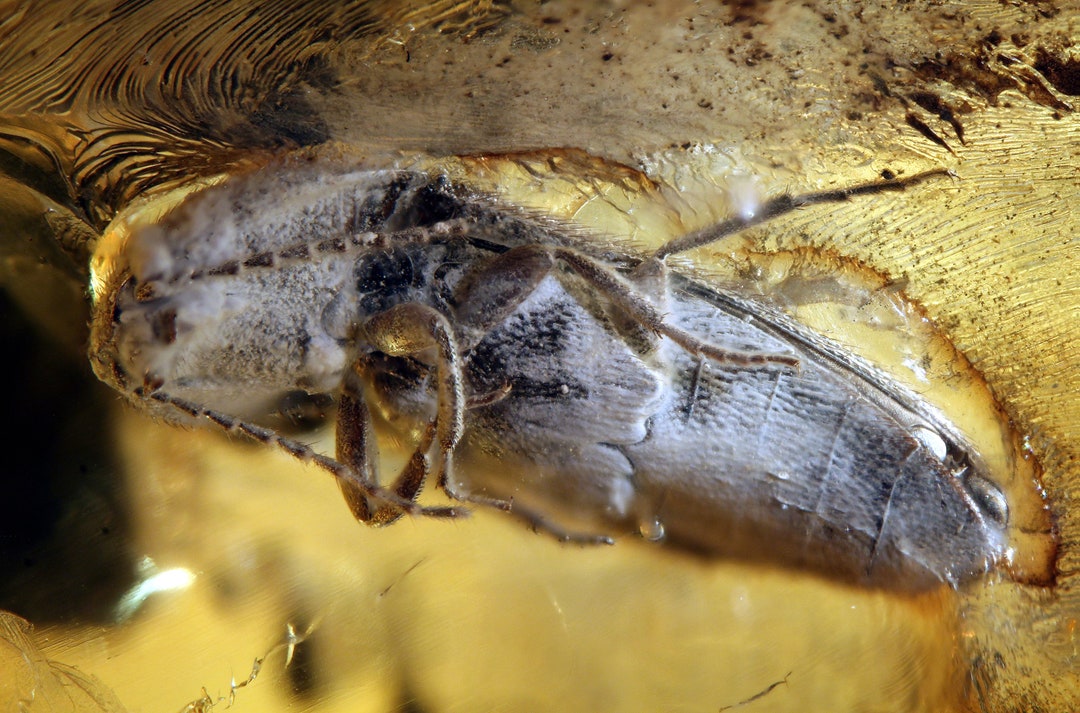 Baltic Amber Inclusion 5504 Nice Click Beetle and Huge Cicada !! Top ...