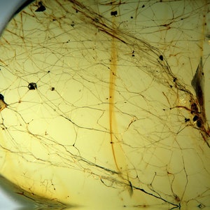 Puede incluir: Primer plano de un trozo de ámbar con un patrón de telaraña en su interior. El ámbar es de color amarillo claro y la telaraña es de color marrón oscuro.
