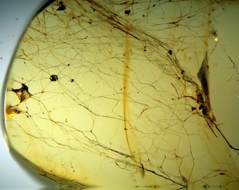 May include: A close-up of a piece of amber with a web-like pattern inside. The amber is a light yellow color and the web is a darker brown color.