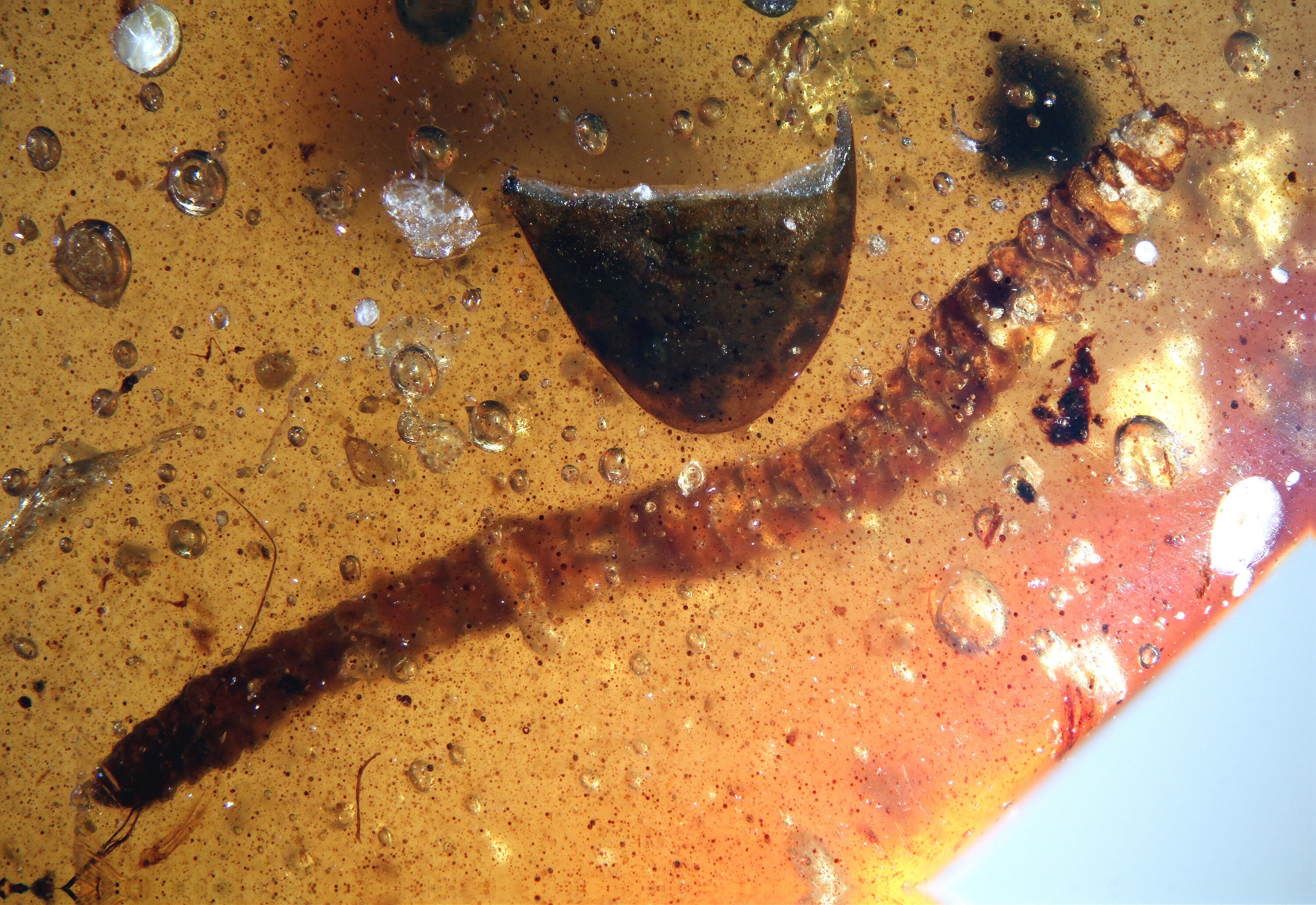 Burmite Amber Inclusion 6906 Amazing Millipede Diplopoda ! Cretaceous Era ! Fossil Insect Genuine Natural Burmite Amber, Entomology.