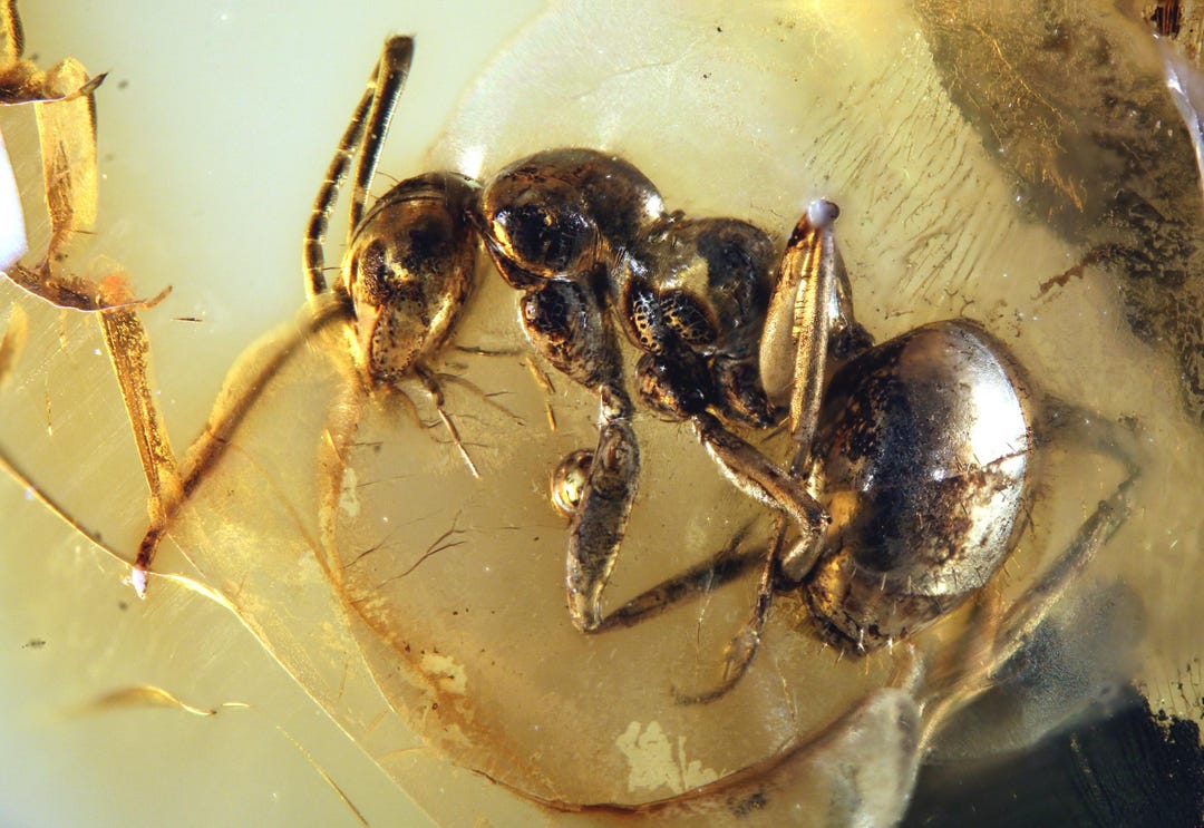 Baltic Amber Inclusion 10249 Huge Massive Ant in Nice Amber