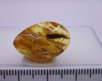 バルト海産琥珀の含有物 8159 大型の素晴らしいカワゲラ類。希少。本物