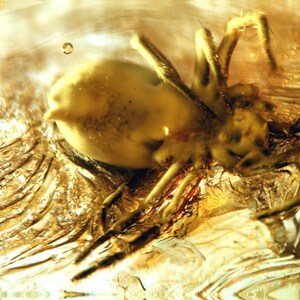Könnte beinhalten: Eine in Bernstein konservierte fossile Spinne. Die Spinne ist gelb und braun mit langen Beinen und einem kleinen Körper. Der Bernstein ist klar und hat eine goldene Farbe.