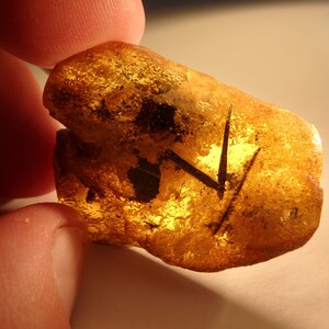 Baltic Amber Inclusion 5349 Rare Big Leaves x 3. 1.6 cm max ! Botanical. Fossil Flora,  Natural Baltic Amber  polished by me 100% Genuine