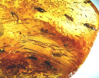 May include: A close-up of a piece of amber with multiple fossilized insects trapped inside. The amber is a warm, golden yellow color and the insects are dark brown and black.