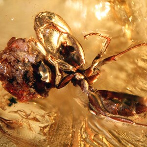 Könnte beinhalten: Ein fossiles Insekt, das in Bernstein eingeschlossen ist. Das Insekt ist braun und hat lange Beine. Der Bernstein ist goldfarben und hat eine glatte Oberfläche.
