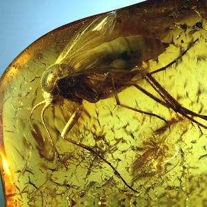 Baltic Amber Inclusion 10309 Rare Pretty Gnat + many things. Diptera. Fossil Insect. Exposition. Collection. Paleoentomology. Entomology