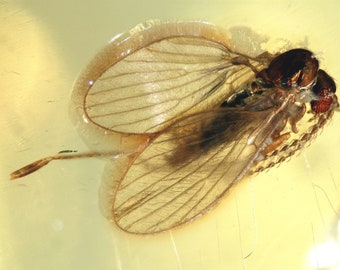 Baltic Amber Inclusion 7041 Moth-Fly + Moss Bryophyta + Ant In One Amber Collection ! Fossil Insect Genuine Baltic Amber, Entomology. Museum