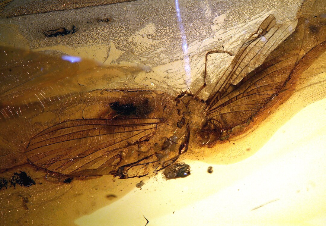 Baltic Amber Inclusion 8691 Wings of Mayfly + Remnants. Epehemeroptera ...