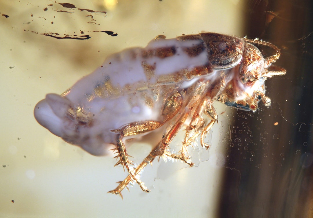 Baltic Amber Inclusion 8796 Nice Cockroach. Blattodea. Genuine Natural ...