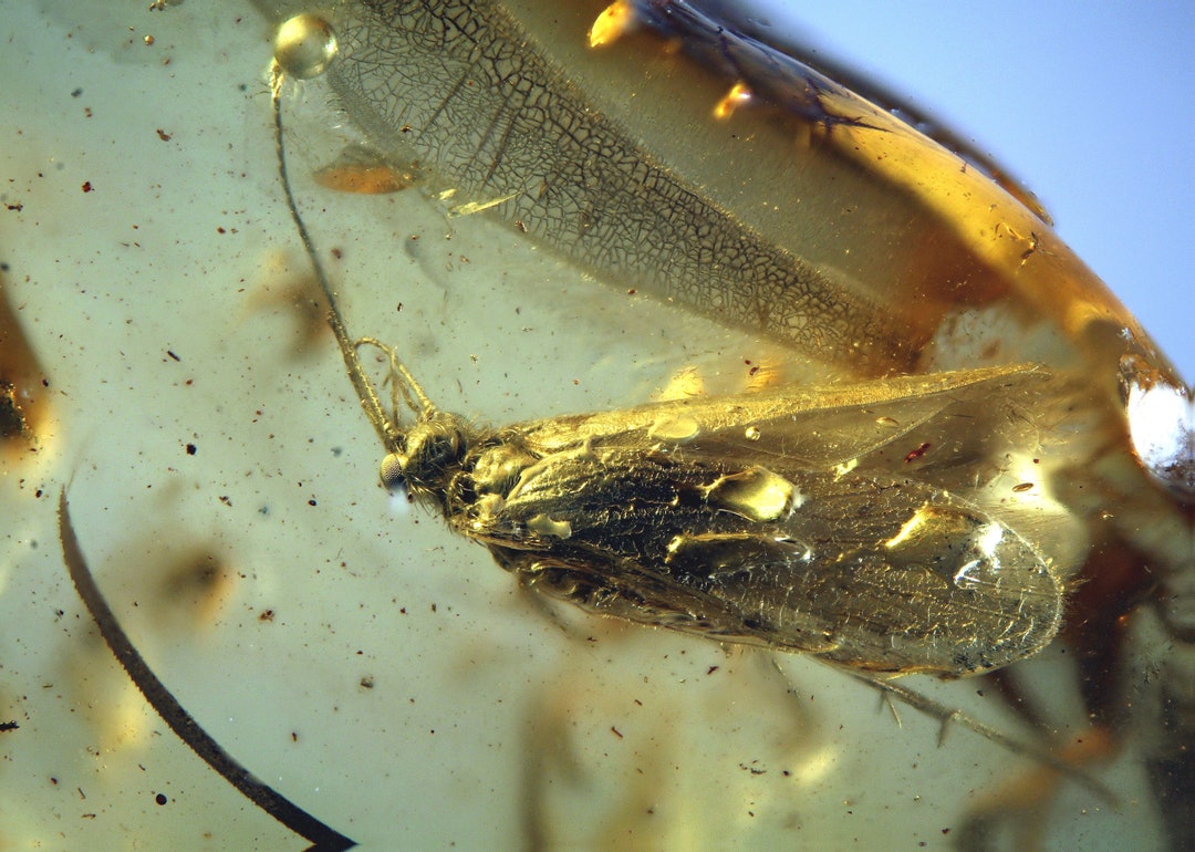 Baltic Amber Inclusion 8774 Caddis Fly. Trichoptera. Genuine Natural ...