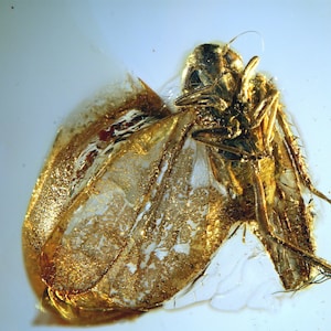 Op de afbeelding: Een fossiel insect bewaard in barnsteen. Het insect is goudkleurig en heeft delicate vleugels. De barnsteen is helder en heeft een lichte gele tint.