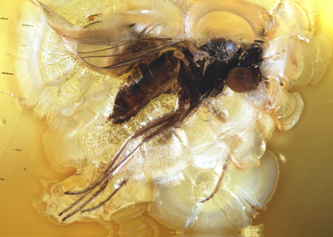 Baltic Amber Inclusion 7860 Rare Scene - Fly With Phoretic or Parasitic ...