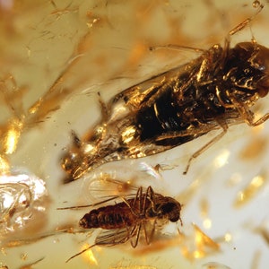 Op de afbeelding: Een close-up van twee fossiele insecten bewaard in barnsteen. Het grotere insect is een bruine en zwarte planthopper, terwijl het kleinere insect een bruine en zwarte vlieg is.