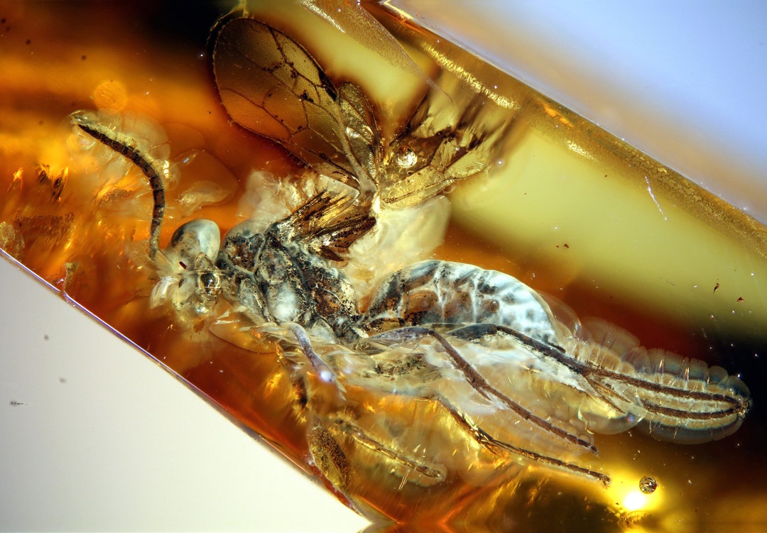 Baltic Amber Inclusion 9433 Rare Looking Massive Wasp. Hymenoptera ...