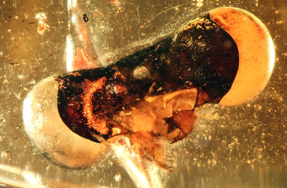 Burmite Amber Inclusion 8713 Super Rare Damselfly / Dragonfly Head