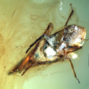 Op de afbeelding: Een close-up van een fossiel insect dat bewaard is gebleven in barnsteen. Het insect is bruin en heeft lange poten. De barnsteen is helder en heeft een gele tint.