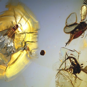 Puede incluir: Tres insectos fosilizados preservados en ámbar. Los insectos son una mosca, un escarabajo y una araña. El ámbar es de color amarillo claro y es translúcido.