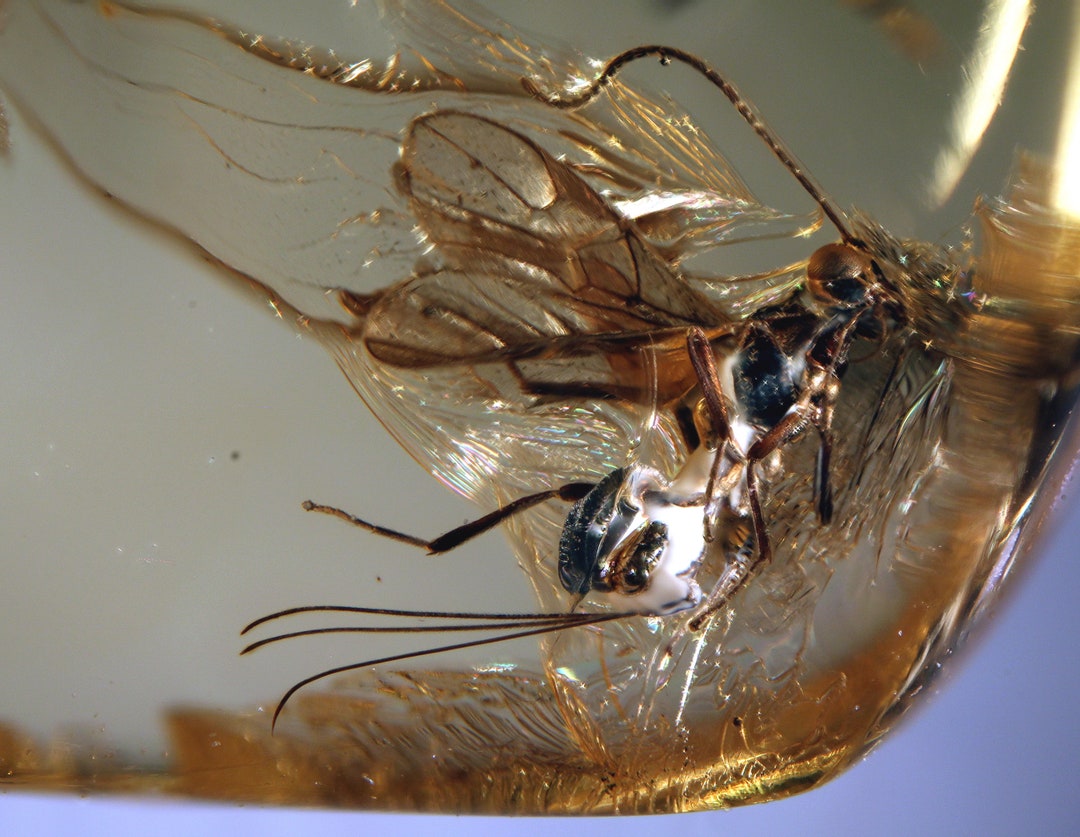 Baltic Amber Inclusion 6086 Wasp Ichneumonidae + Beetle Inside ! Fossil ...