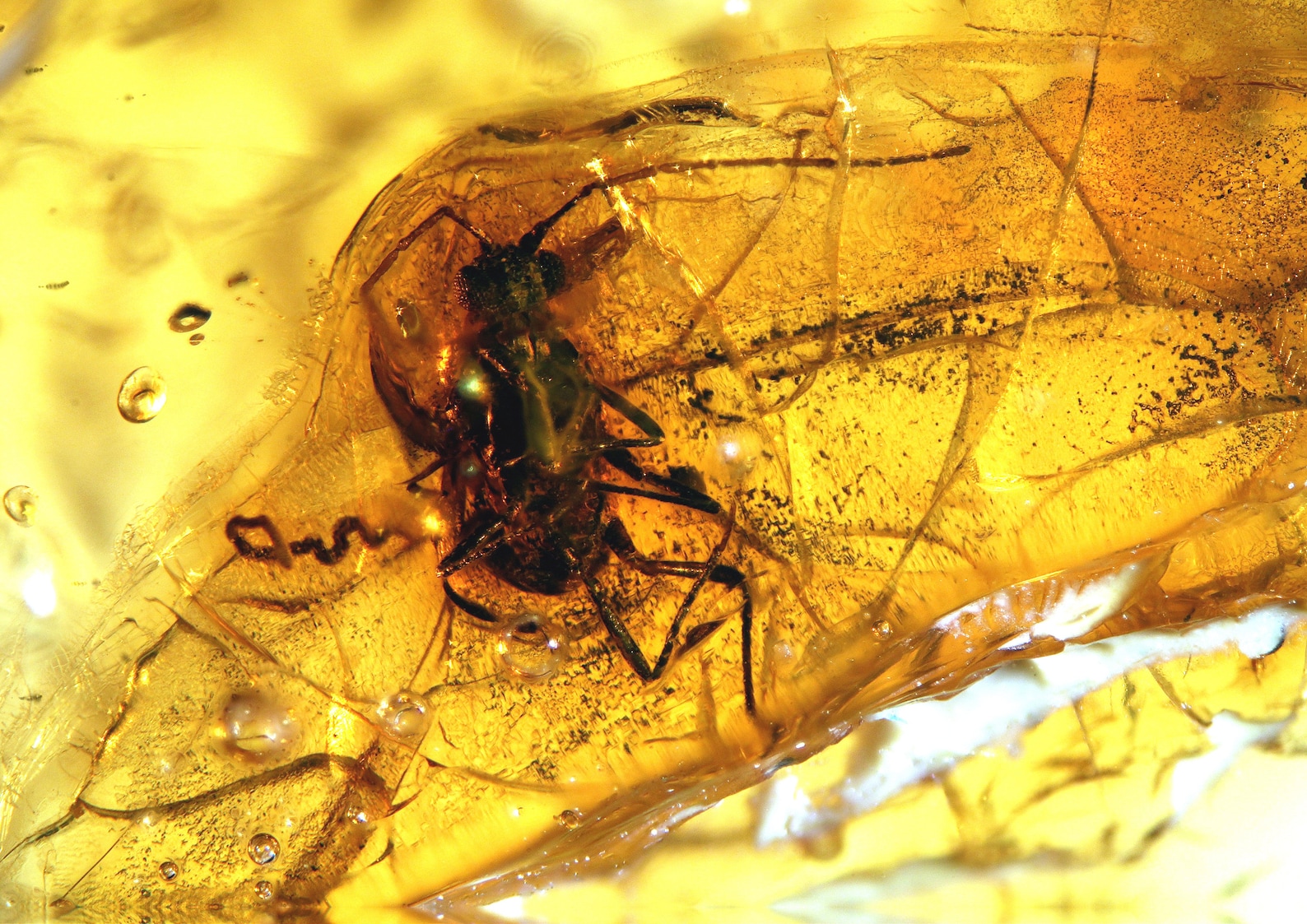 Baltic Amber Inclusion 9223 Unknown Coccid ( Scale Insect ) With ...