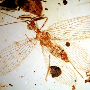 Burmite Amber Inclusion 7323 Rhachiberothidae Very Rare Neuroptera Lacewings Museum Quality. Cretaceous Era. Entomology, Myanmar Burmese